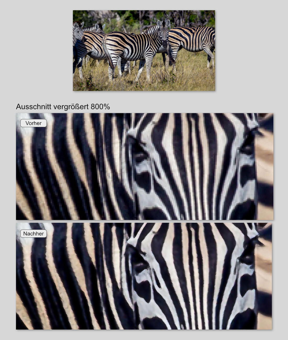 Beispielbild - Ausschnitssvergrößerung Augenbereich eines Zebras aus einem Gruppenbild von Zebras